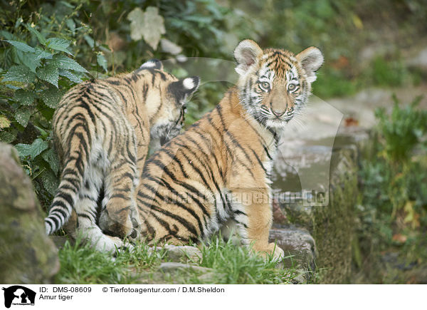 Amur tiger / DMS-08609