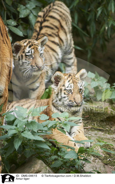 Amur tiger / DMS-08615
