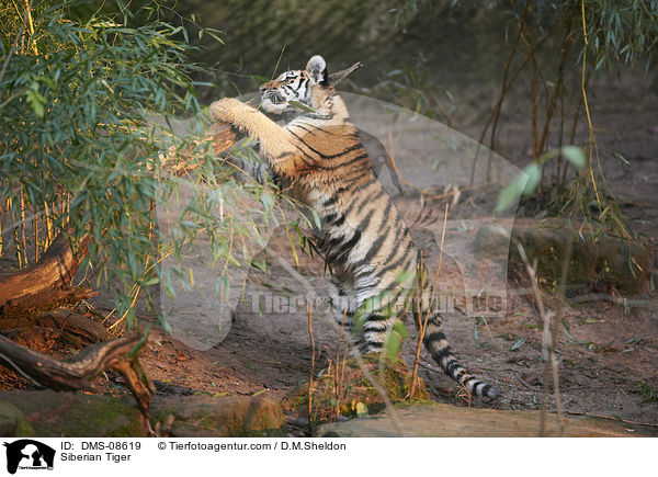 Siberian Tiger / DMS-08619