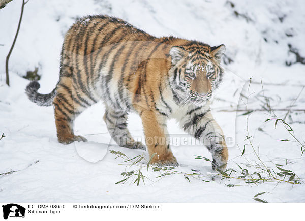 Siberian Tiger / DMS-08650