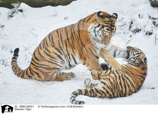 Siberian Tiger / DMS-08651