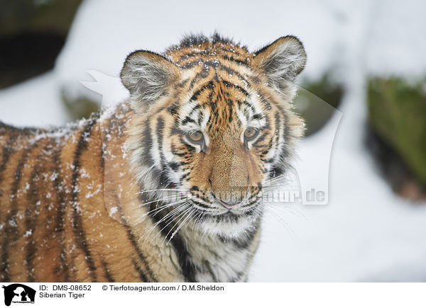 Siberian Tiger / DMS-08652