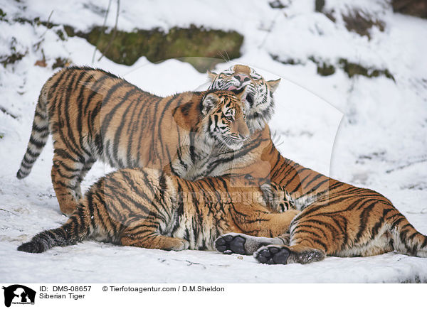 Siberian Tiger / DMS-08657