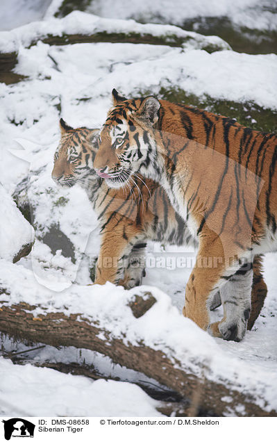 Siberian Tiger / DMS-08658