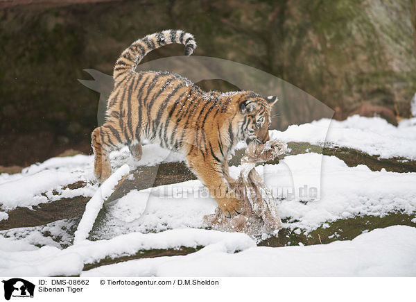 Siberian Tiger / DMS-08662