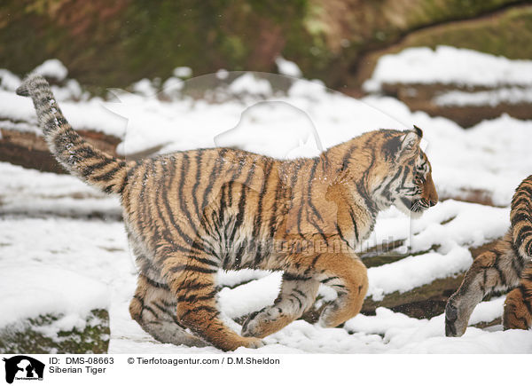 Siberian Tiger / DMS-08663