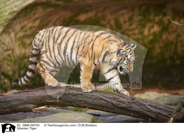Siberian Tiger / DMS-08700