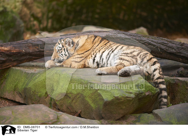 Amurtiger / Siberian Tiger / DMS-08701