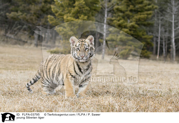 young Siberian tiger / FLPA-03795