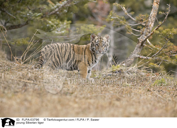 young Siberian tiger / FLPA-03796