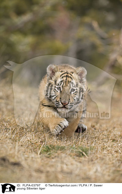 young Siberian tiger / FLPA-03797