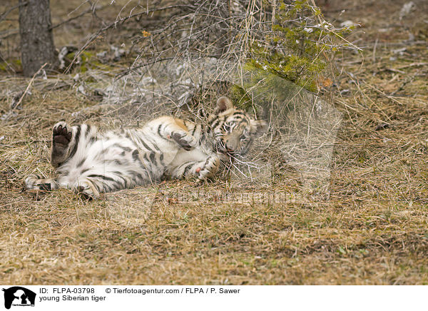 young Siberian tiger / FLPA-03798