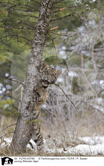 junger Amurtiger / young Siberian tiger / FLPA-03799
