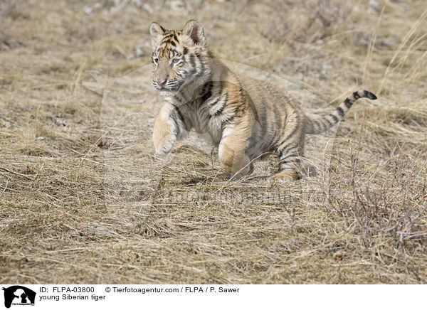 young Siberian tiger / FLPA-03800