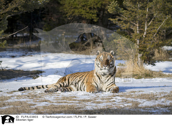 Siberian tiger / FLPA-03803