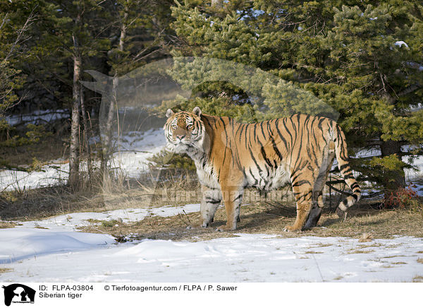 Siberian tiger / FLPA-03804