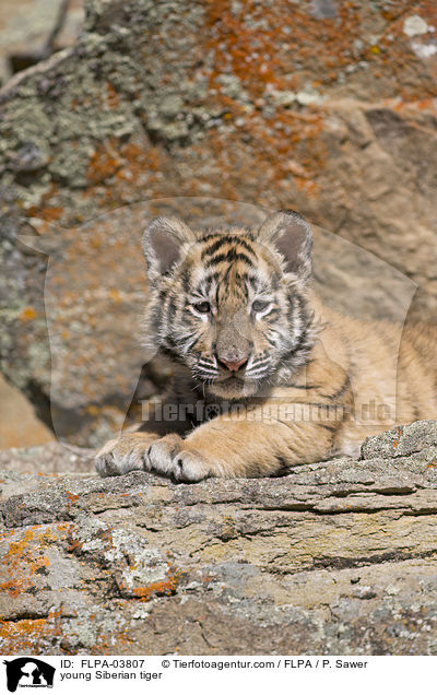 young Siberian tiger / FLPA-03807