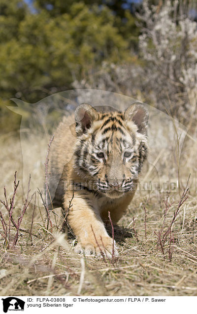 young Siberian tiger / FLPA-03808