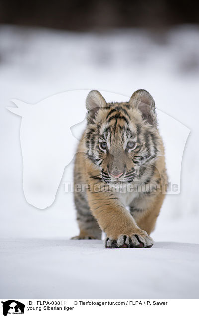 young Siberian tiger / FLPA-03811