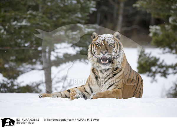 Amurtiger / Siberian tiger / FLPA-03812
