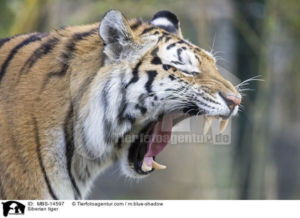 Siberian tiger / MBS-14597