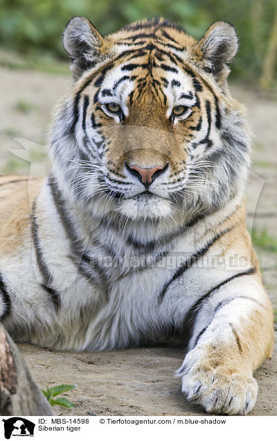 Siberian tiger / MBS-14598