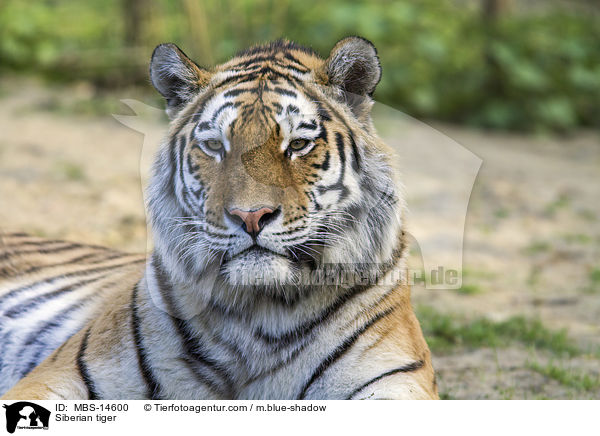 Amurtiger / Siberian tiger / MBS-14600