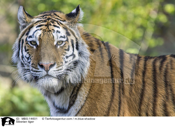 Siberian tiger / MBS-14601