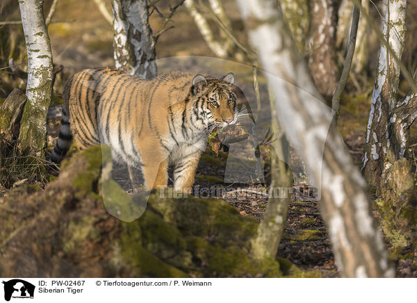 Siberian Tiger / PW-02467