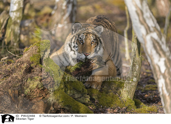 Amurtiger / Siberian Tiger / PW-02468