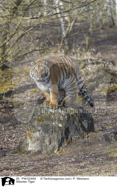Siberian Tiger / PW-02469