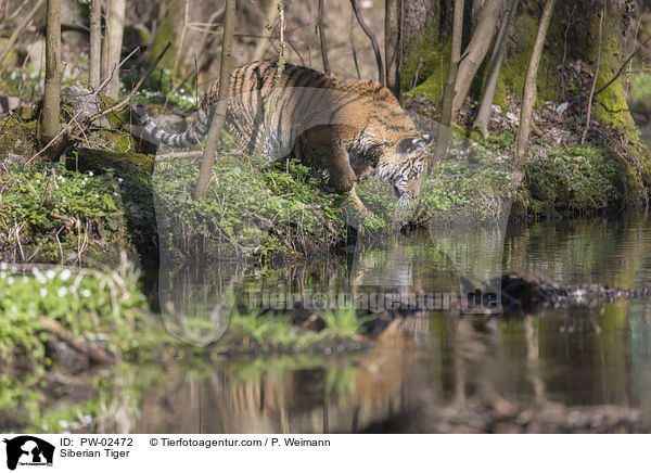 Amurtiger / Siberian Tiger / PW-02472