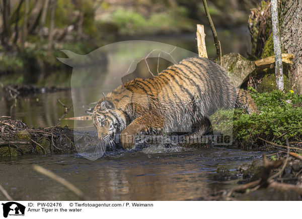 Amur Tiger in the water / PW-02476