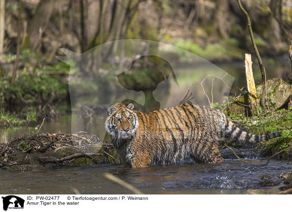 Amur Tiger in the water / PW-02477