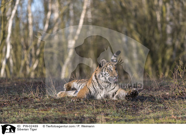 Siberian Tiger / PW-02489