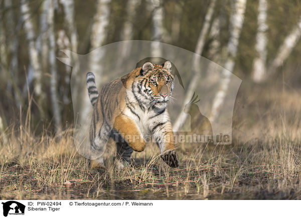Siberian Tiger / PW-02494