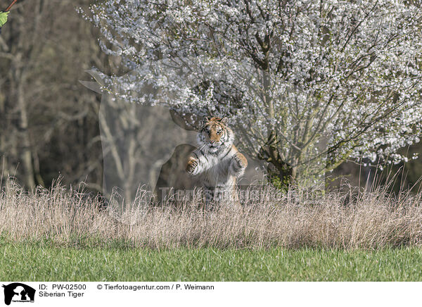 Siberian Tiger / PW-02500