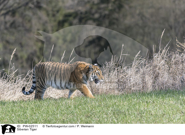 Siberian Tiger / PW-02511