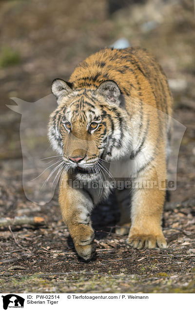 Siberian Tiger / PW-02514