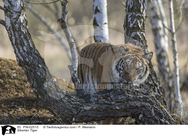 Siberian Tiger / PW-02515