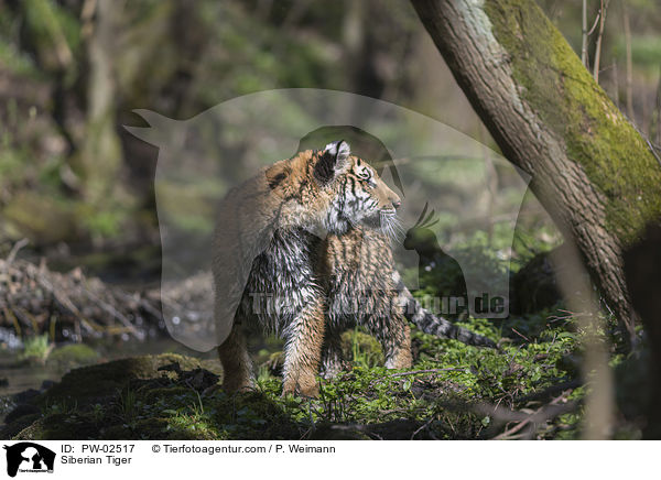 Siberian Tiger / PW-02517