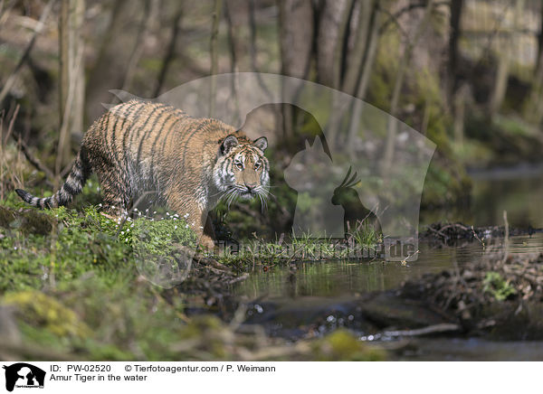 Amur Tiger in the water / PW-02520