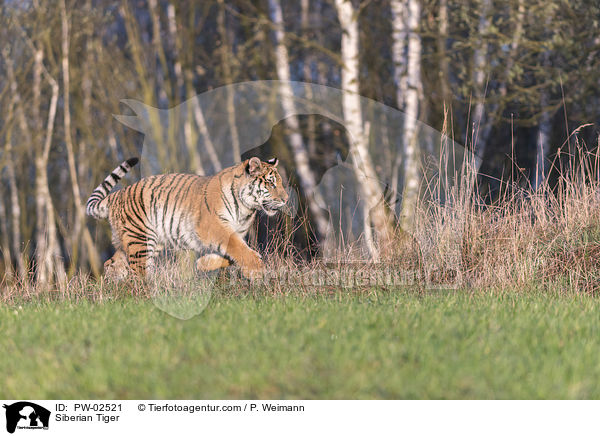 Siberian Tiger / PW-02521
