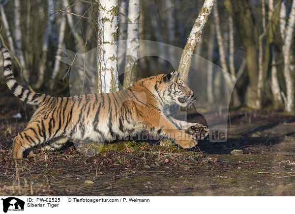 Amurtiger / Siberian Tiger / PW-02525
