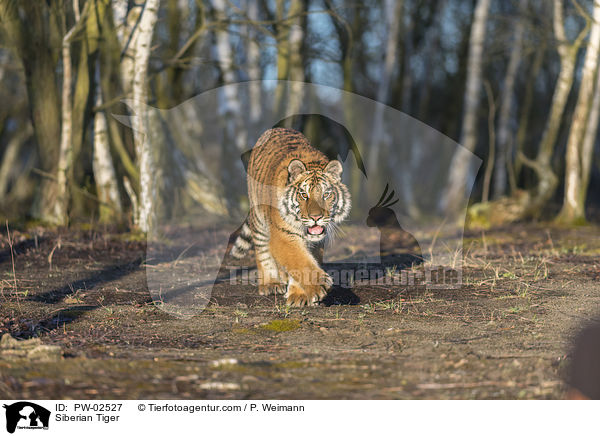 Siberian Tiger / PW-02527