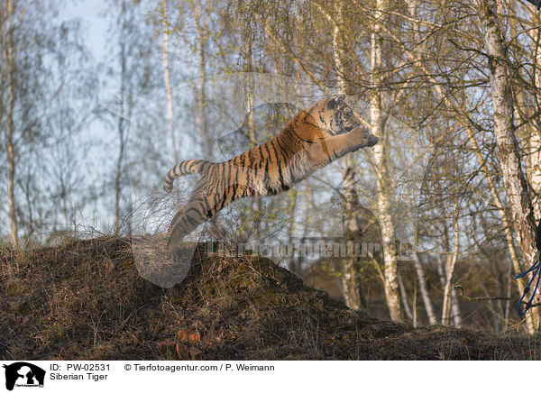 Siberian Tiger / PW-02531