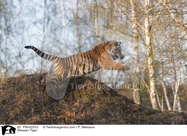 Siberian Tiger / PW-02533