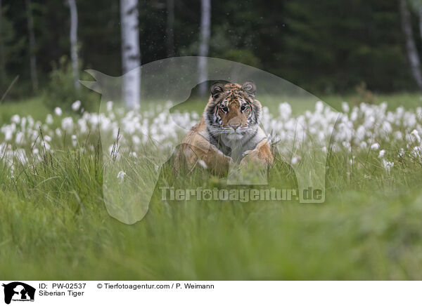 Siberian Tiger / PW-02537