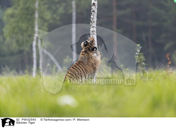 Siberian Tiger / PW-02540