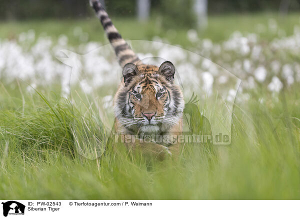 Siberian Tiger / PW-02543